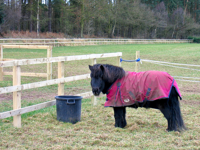 Handsome chap near Bissell Woods