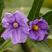 Kangaroo Apple flowers / Solanum aviculare (?)