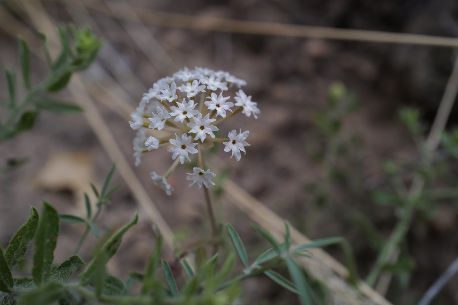 Pimpinella tragium polyclada, Zion Natural Park USA