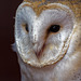 Falconry at Chester Cathedral (7)