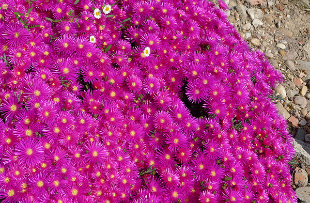 A lush carpet of flowers is more welcoming than a  luxurious  persan rug