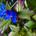 20210907 2816CPw [D~LIP] Bleiwurz (Ceratostigma plumbaginoides), Bad Salzuflen