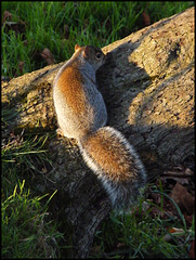 squirrel tail
