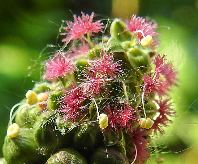 20230605 0647CPw [D~LIP] Kleiner Wiesenknopf (Sanguisorba minor), [Pimpinelle], [Pimpernell], Bad Salzuflen n