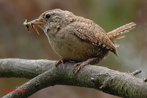 Stormlizard - John Wellbelove - bird friend - Eurasian Wren (Troglodytes troglodytes) 