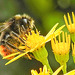 20230722 2936CPw [D~LIP] Jakobs-Greiskraut, Steinhummel (Bombus lapidarius), BS