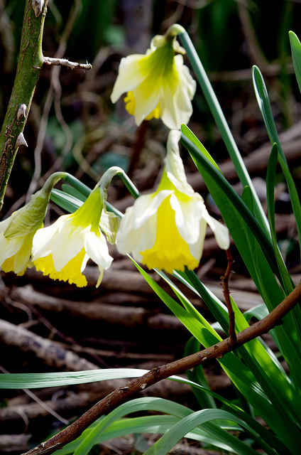 jonquilles