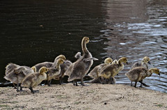 Gaggle of goslings