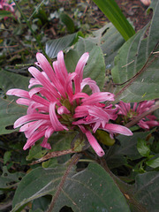 DSCN5248 - jacobínia ou junta-de-cobra Justicia purpurea (ex-carnea), Acanthaceae