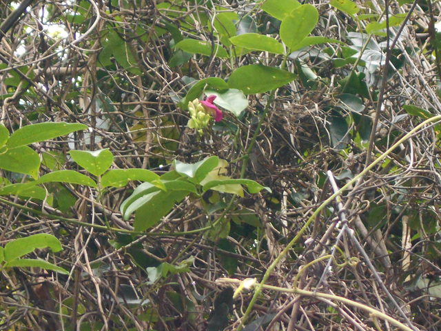 DSCN1460 - canavalia ou feijão-de-porco Canavalia rosea, Fabaceae Faboideae