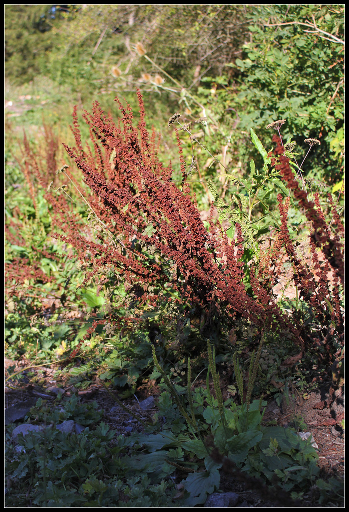 Rumex obtusifolia (1)