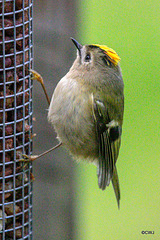 Some claim Goldcrests are exclusively insectivores, these images prove otherwise...