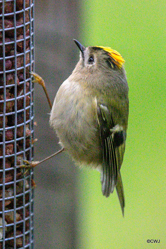 Some claim Goldcrests are exclusively insectivores, these images prove otherwise...