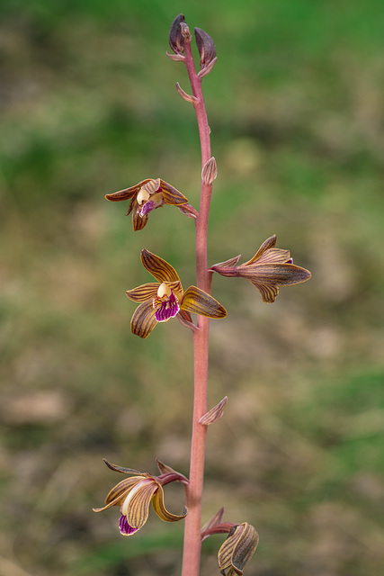 Hexalectris spicata (Crested Coralroot orchid)