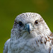 Falconry at Chester Cathedral (8)