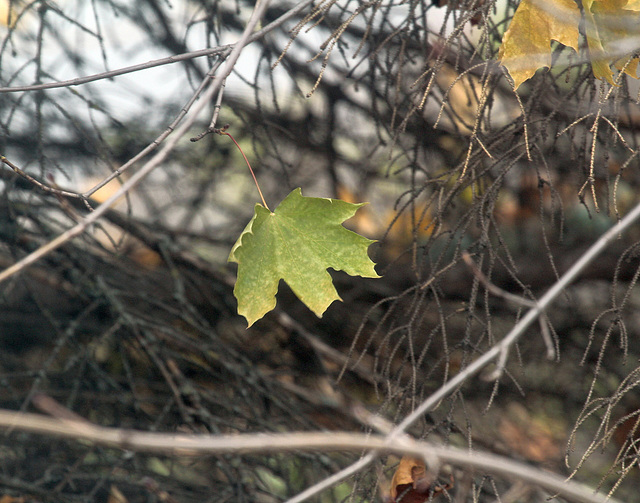 36/50 maple leaf, feuille d'érable