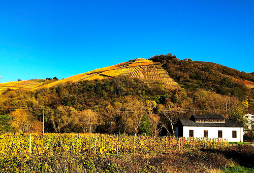 DE - Dernau - Herbstliche Weinberge