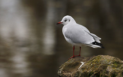 Mouette rieuse