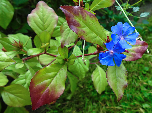 20210907 2817CPw [D~LIP] Bleiwurz (Ceratostigma plumbaginoides), Bad Salzuflen