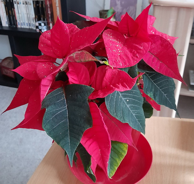 Mon Poinsettia**************