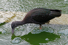 Ibis falcinelle