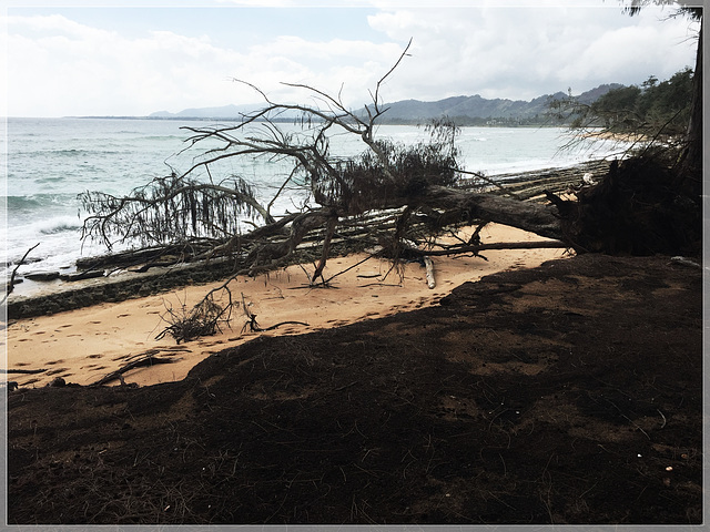 Fallen Tree