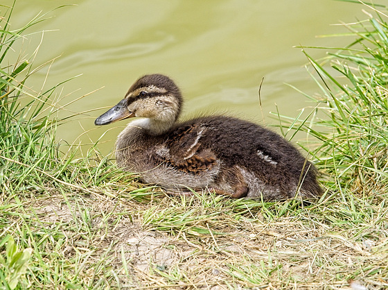 Baby Mallard