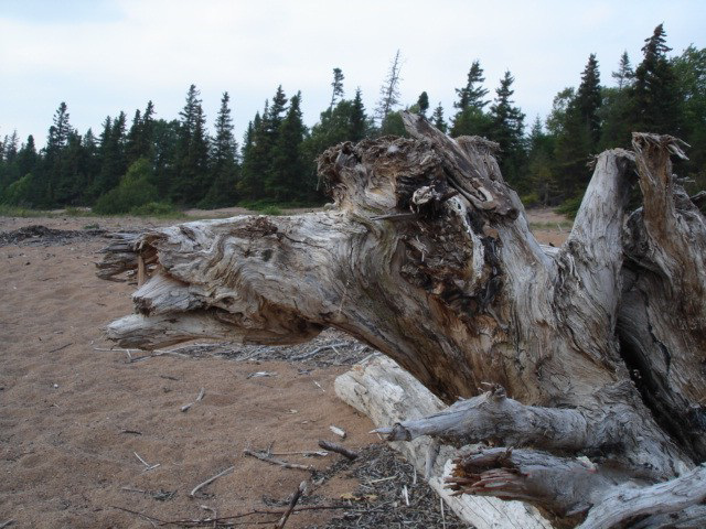 Épave de tronc chameau / Camel trunk wreckage