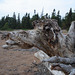 Épave de tronc chameau / Camel trunk wreckage