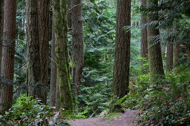 Padden Ridge