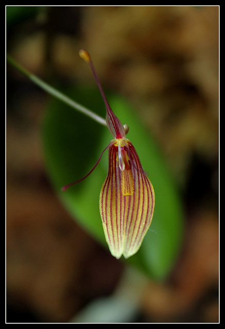 Restrepia trichoglossa (5)