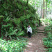 A rose among the ferns. 2015 06 04 0970