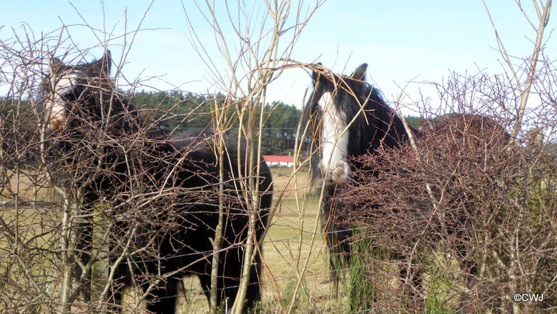 Someone has been trimming one side of my hawthorn hedge - now I know the culprits!