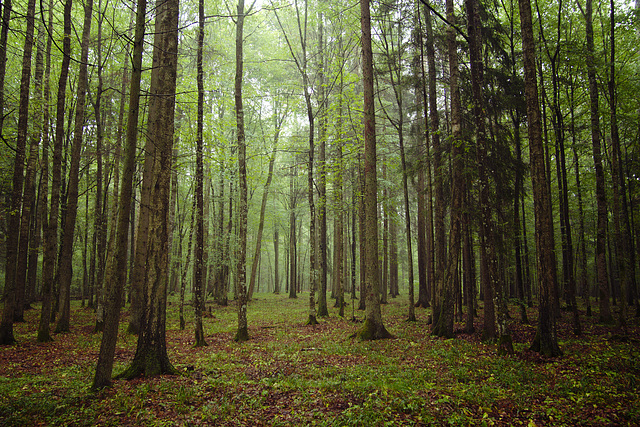 Białowieża