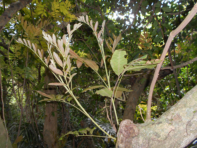 DSCN1461 - camboatá-vermelho Cupania vernalis, Sapindaceae