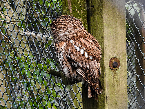 20170426 0612CPw [D~BI] Waldkauz (Strix aluco), Tierpark Olderdissen, Bielefeld