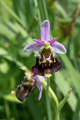 Ophrys fuciflora, Hummel-Ragwurz - 2017-06-01_D500_DSC1723