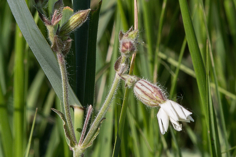 20170518 3065VRAw [A+H] Gemeines Leimkraut (Silene vulgaris), Neusiedler See