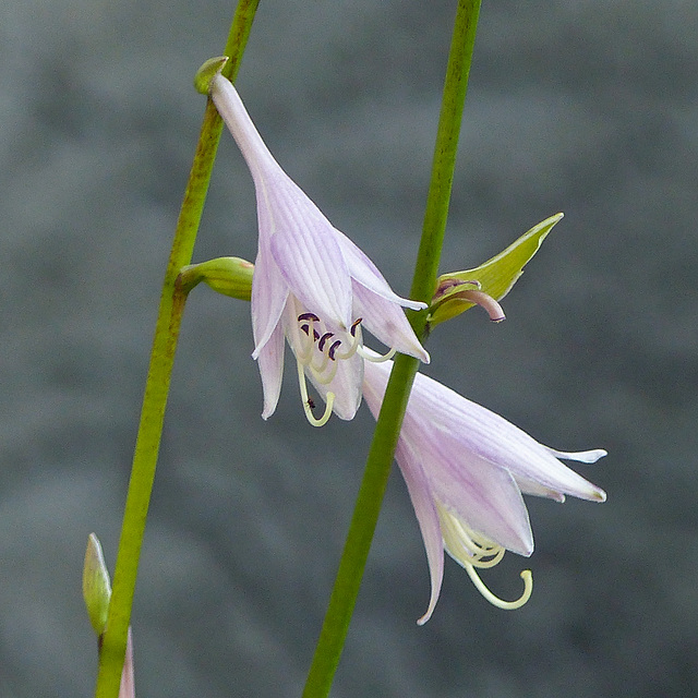 Hosta flowers