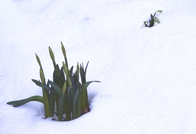 frühling?