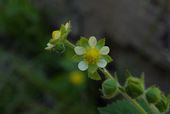 Potentilla glandulosa, Sequoia National Park USA L1020248