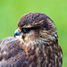 Falconry at Chester Cathedral (9)