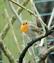 Robin approaching