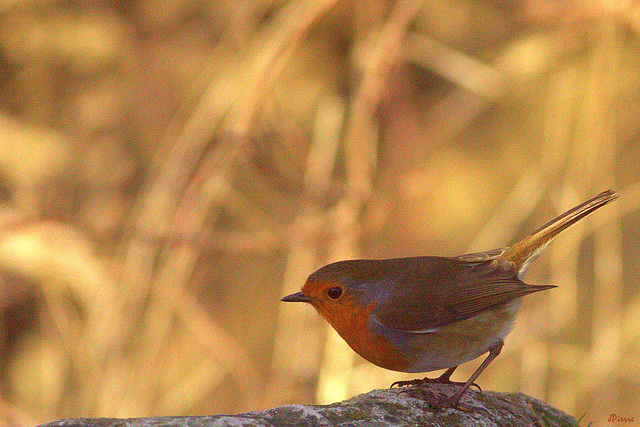 Rouge Gorge