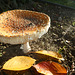 Amanita Muscaria