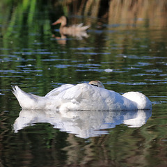 EOS 90D Peter Harriman 09 33 24 73471 featherRaft