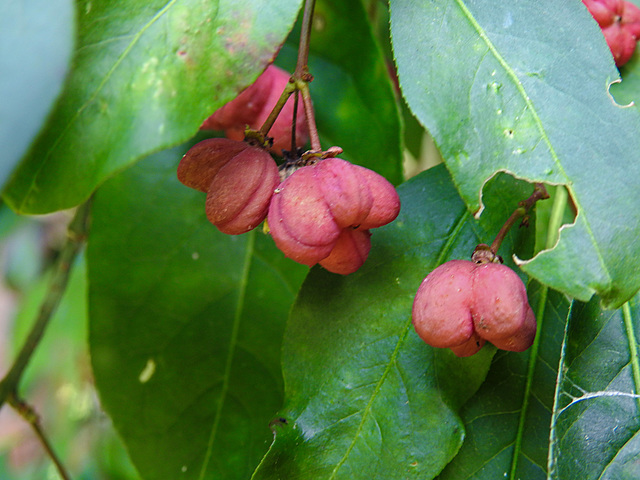 20210907 2818CPw [D~LIP] Pfaffenhütchen (Euonymus 'Red Cascade'), Bad Salzuflen