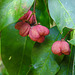 20210907 2818CPw [D~LIP] Pfaffenhütchen (Euonymus 'Red Cascade'), Bad Salzuflen