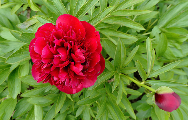 Couleurs jardin, ma toute 1ère pivoine !