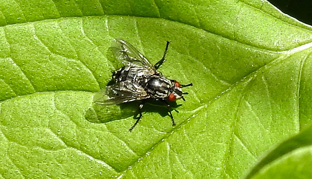 20230605 0650CPw [D~LIP] Graue Fleischfliege (Sarcophaga carnaria), Bad Salzuflen n